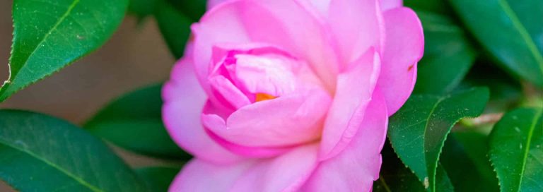 Gardens_of_Knowledge