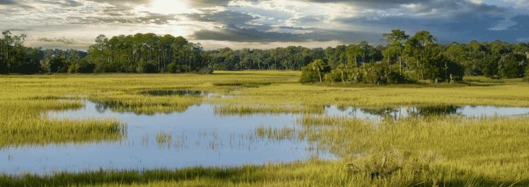 Marshland