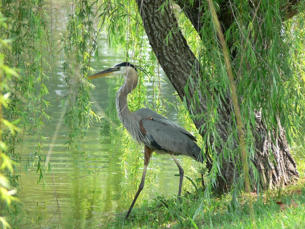 Heron